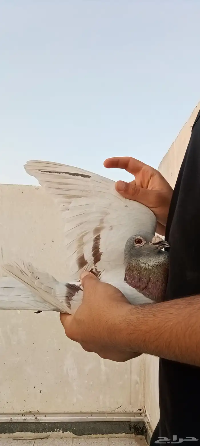 حمام زاجل سباق منتج 5