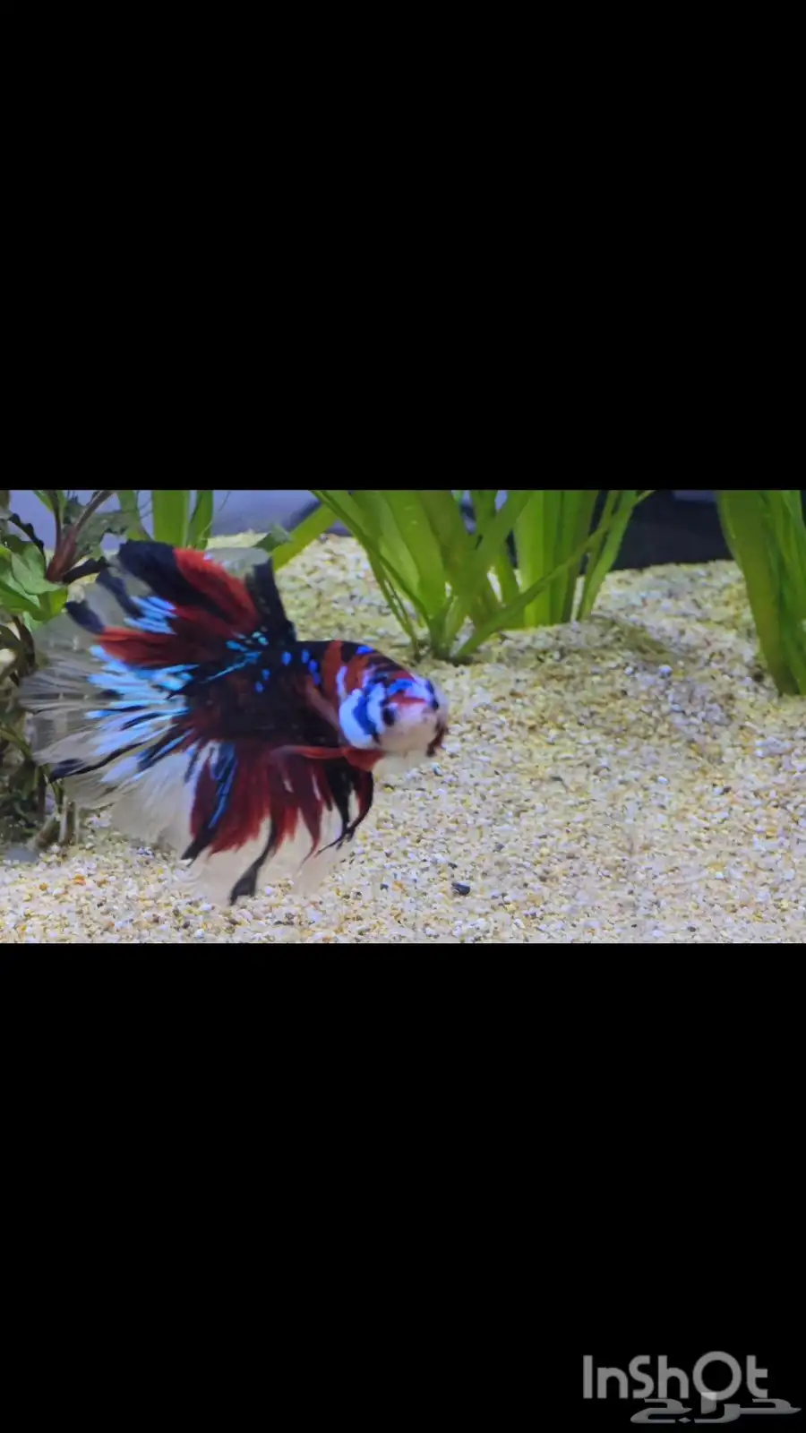 BETTA FISH FOR SALE 1
