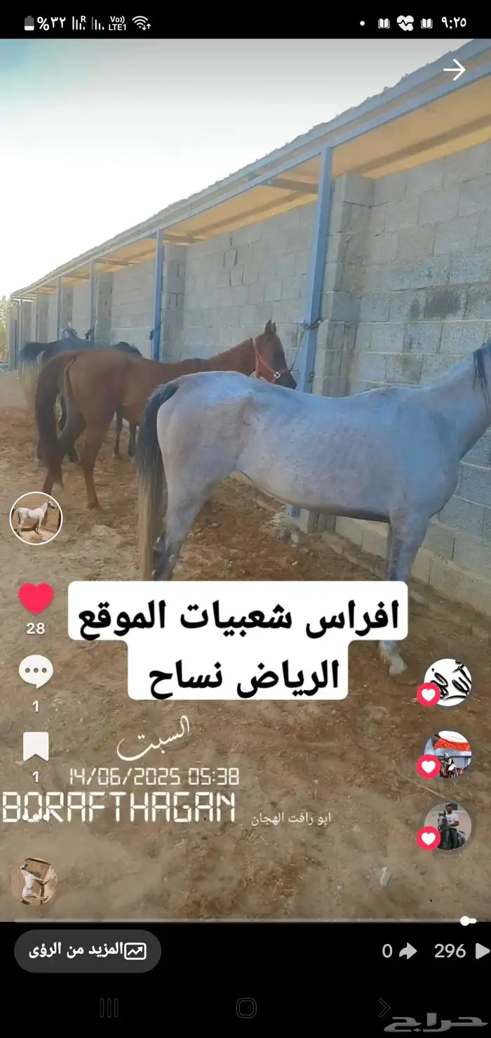 افراس شعبيات 7