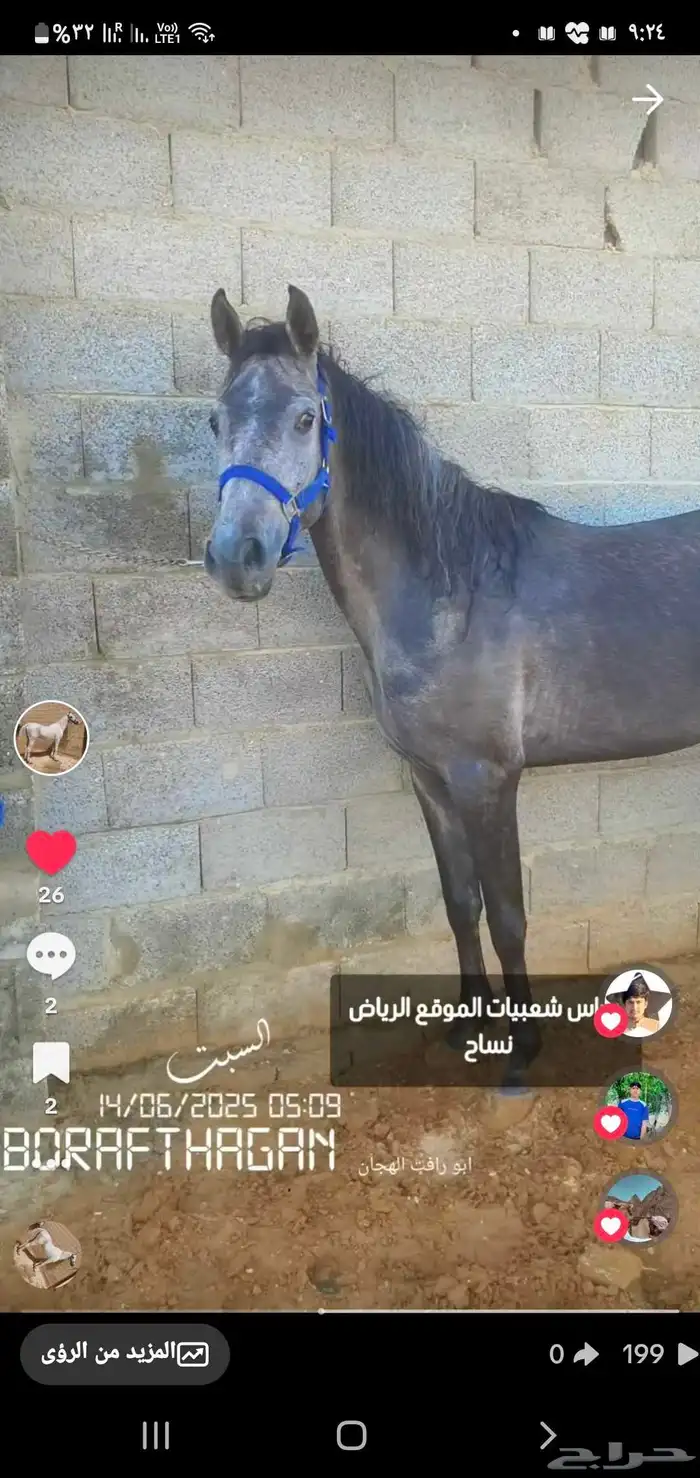 افراس شعبيات 5