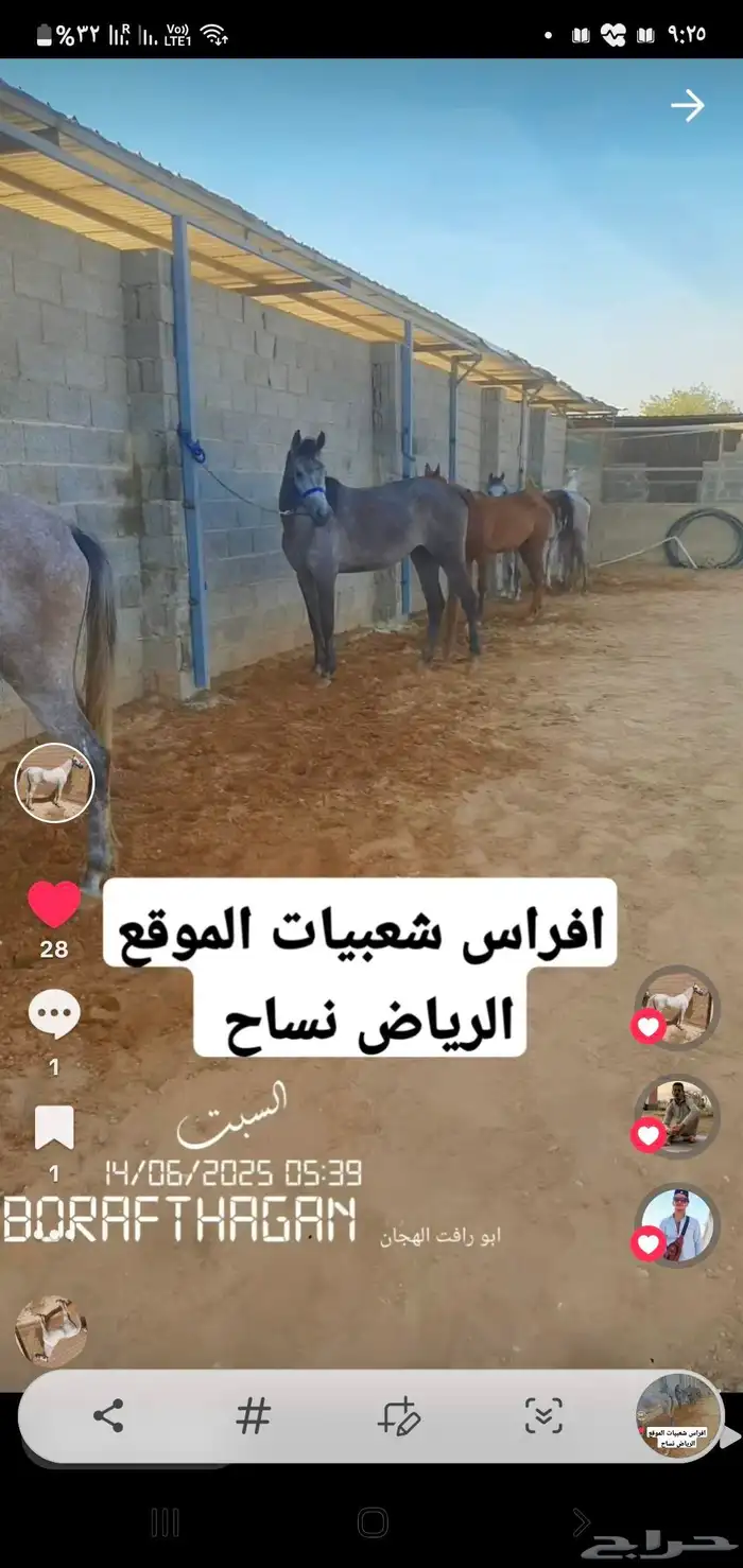افراس شعبيات 8