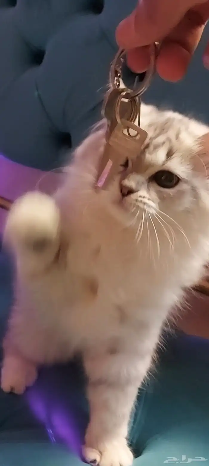 قطط شيرازي كيوت 0