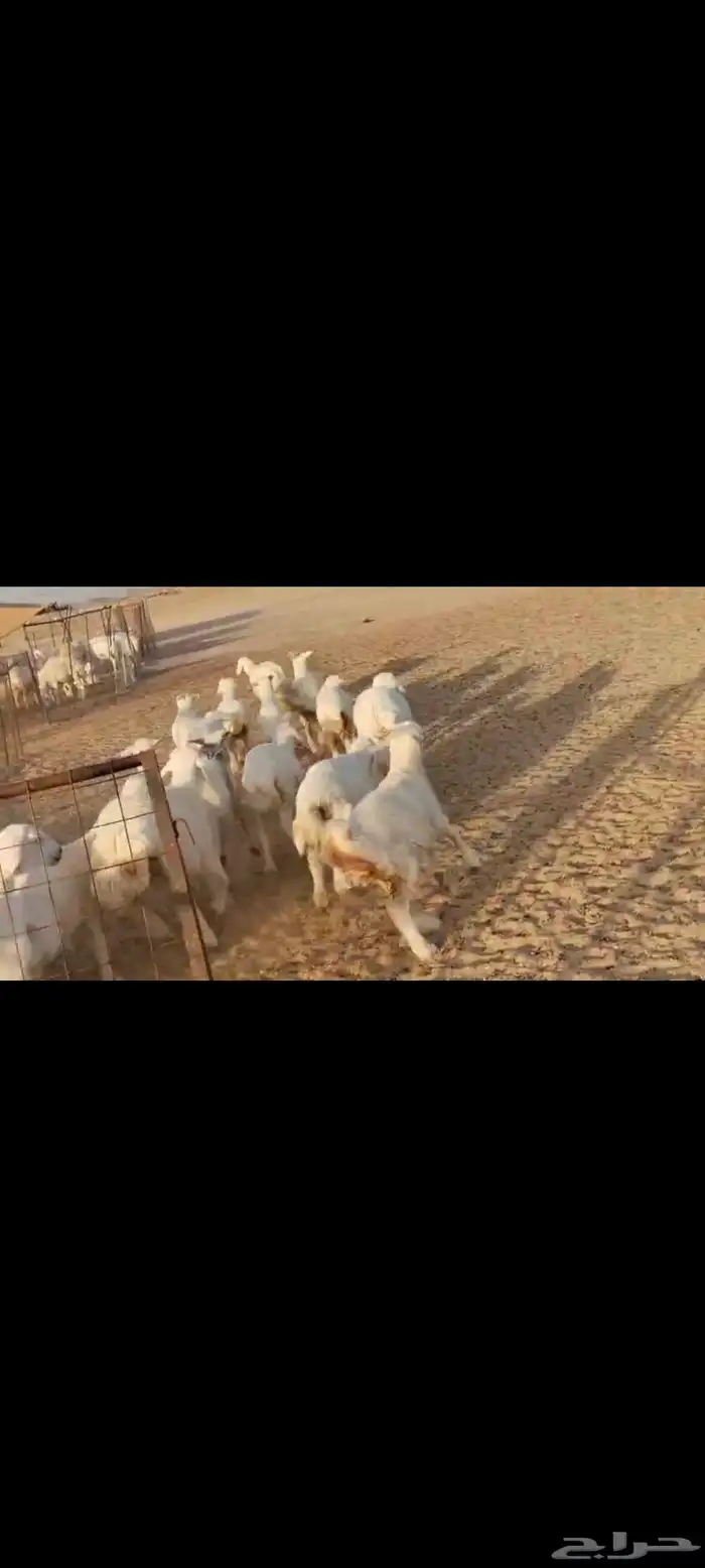 مقاني عددها 57 بلفحل تحتها 50 بهم جلب 9