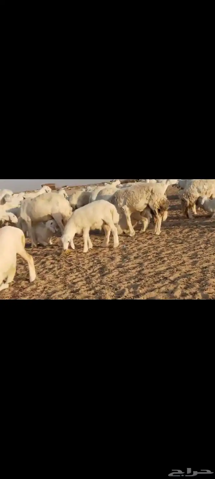 مقاني عددها 57 بلفحل تحتها 50 بهم جلب 10