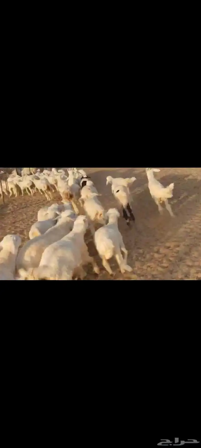 مقاني عددها 57 بلفحل تحتها 50 بهم جلب 6