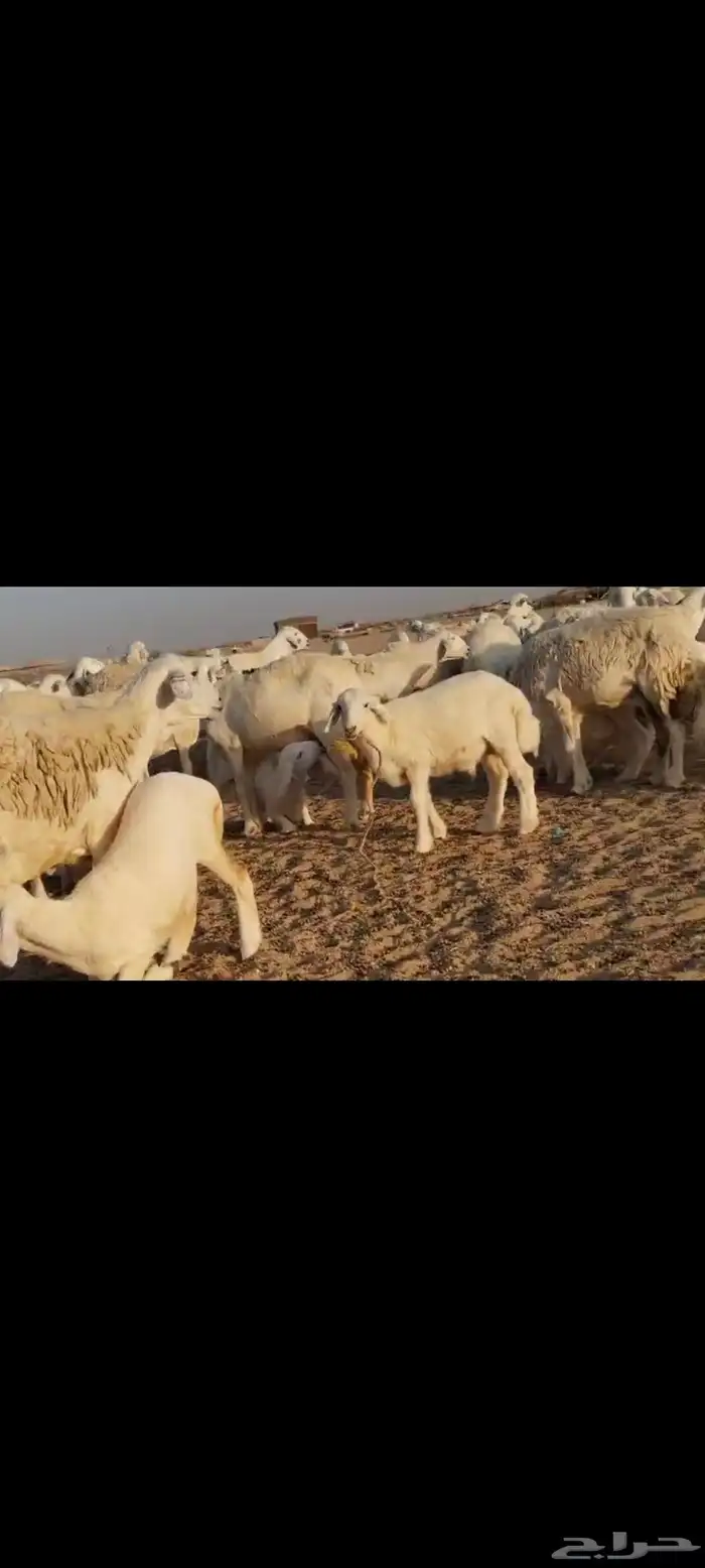 مقاني عددها 57 بلفحل تحتها 50 بهم جلب 2