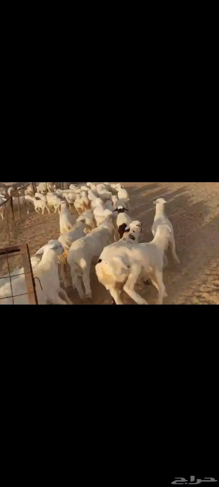 مقاني عددها 57 بلفحل تحتها 50 بهم جلب 3