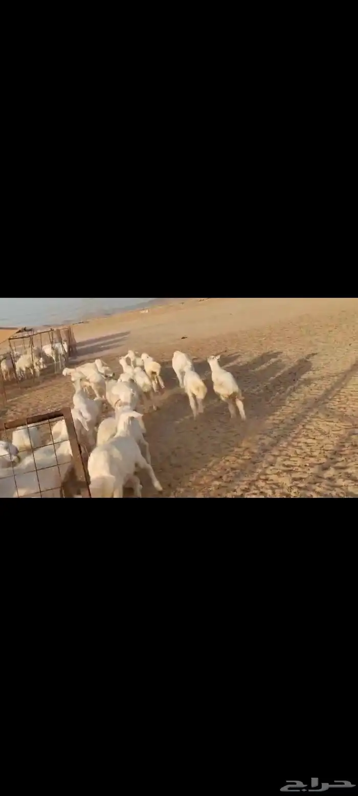 مقاني عددها 57 بلفحل تحتها 50 بهم جلب 14