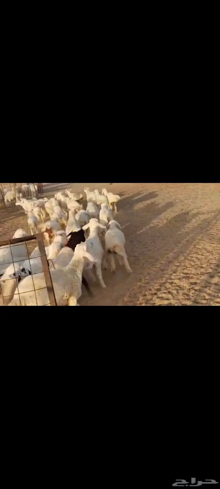 مقاني عددها 57 بلفحل تحتها 50 بهم جلب 5