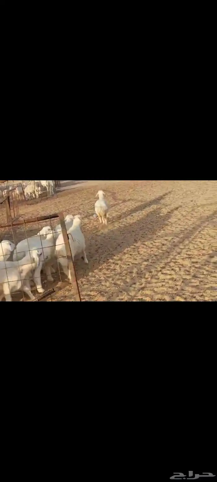 مقاني عددها 57 بلفحل تحتها 50 بهم جلب 12