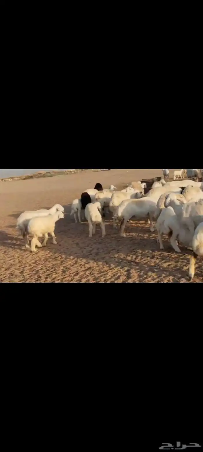 مقاني عددها 57 بلفحل تحتها 50 بهم جلب 13