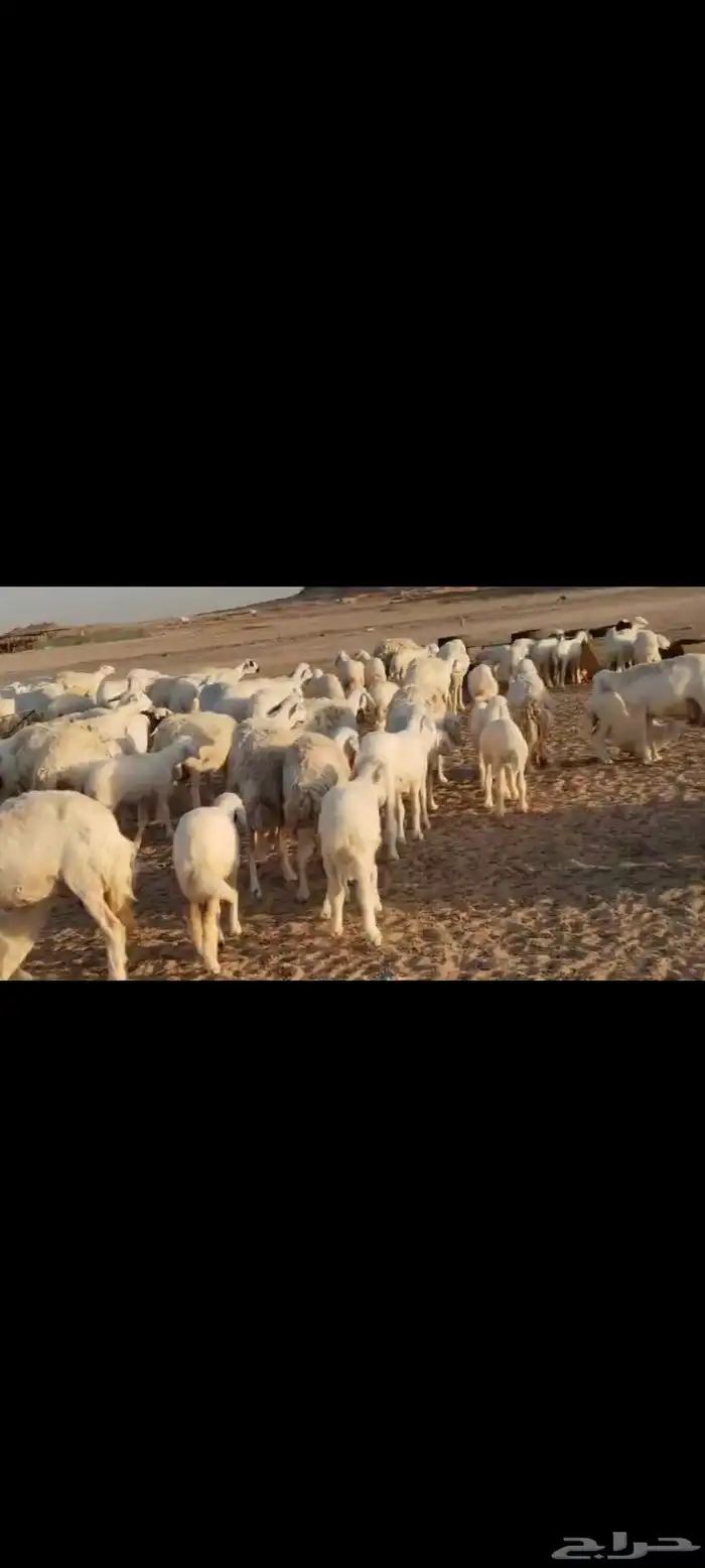 مقاني عددها 57 بلفحل تحتها 50 بهم جلب 11