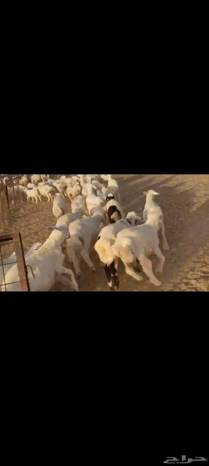 مقاني عددها 57 بلفحل تحتها 50 بهم جلب 8