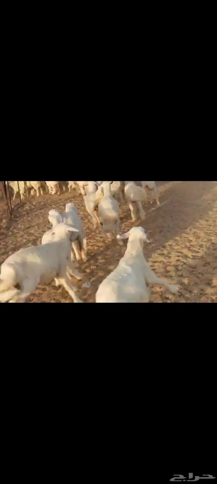 مقاني عددها 57 بلفحل تحتها 50 بهم جلب 7