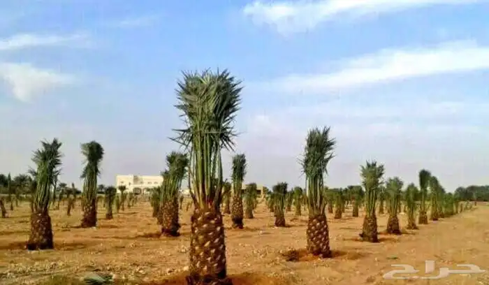 توريد وتشبيك المزارع والاراضي البيضاء وزراعة النخيل والزيتون 8