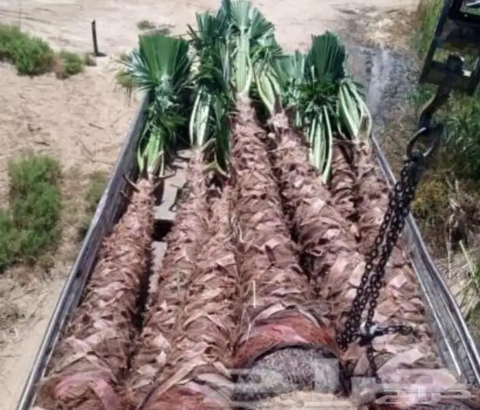 توريد وتشبيك المزارع والاراضي البيضاء وزراعة النخيل والزيتون 4
