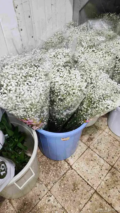 ورد طبيعي بالجمله 3 ريال 4