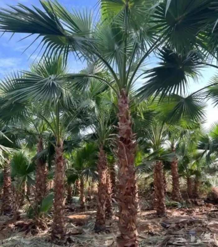 يوجد لدينا نخل عربي واشنطني خلاص ملوكي روثانا برحي سكري نبوت 2