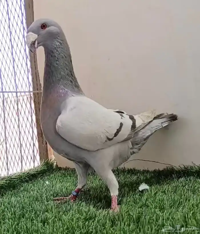 ذكر سلفر بار حامل بارلس حامل من حامل كاكي 2024 0