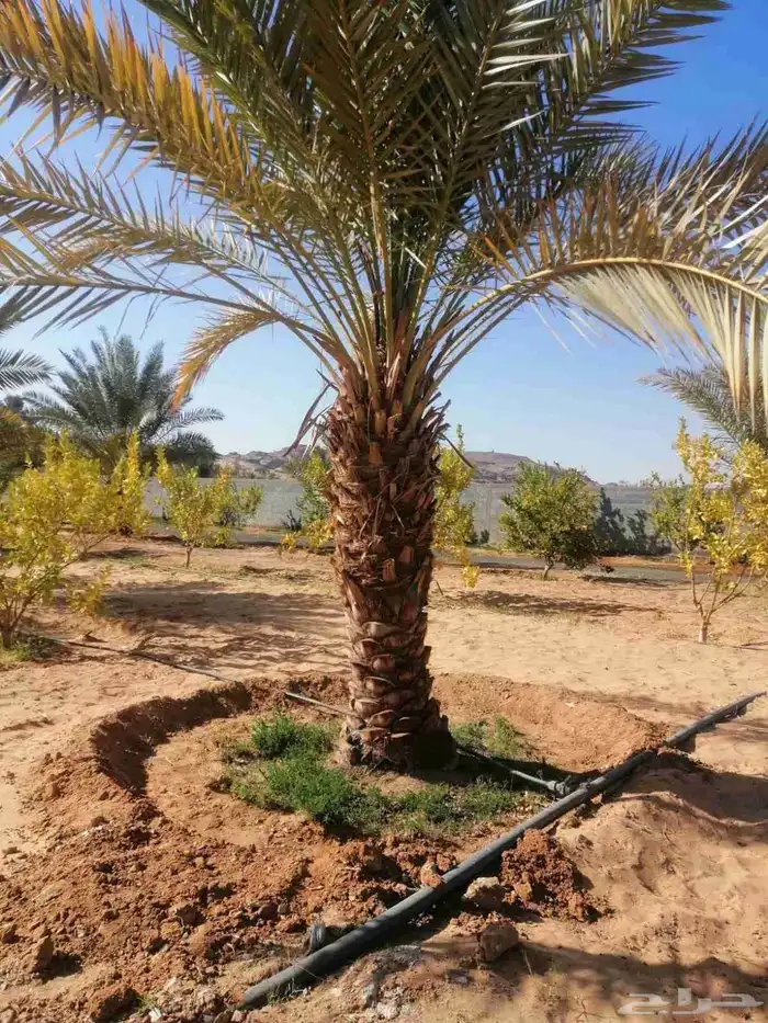 يوجد لدينا نخل عربي واشنطني خلاص ملوكي روثانا برحي سكري نبوت 6