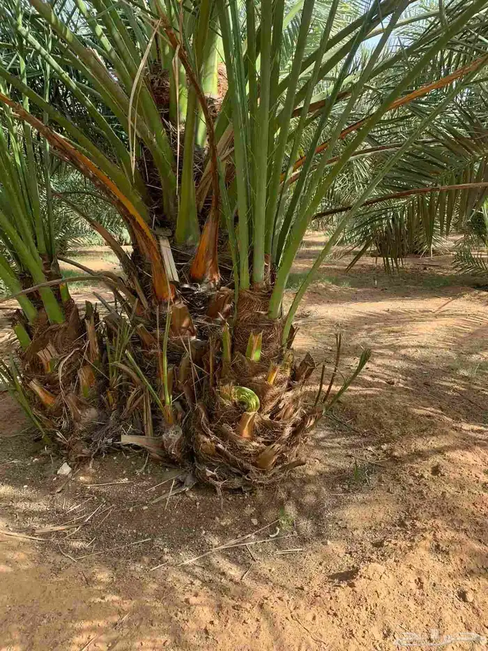 نخيل للبيع 3