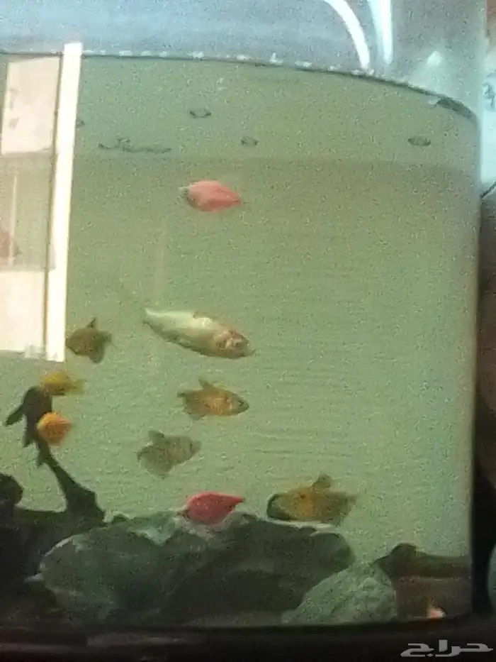 حوض سمك معه طاولة د بجميع ملحقاتها مساحة حوض كبيرة 3