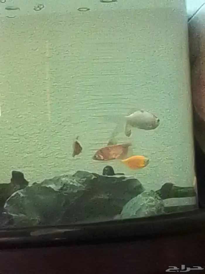 حوض سمك معه طاولة د بجميع ملحقاتها مساحة حوض كبيرة 0