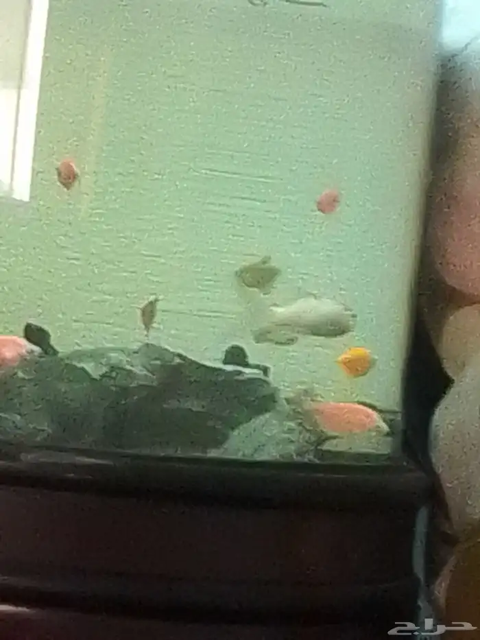 حوض سمك معه طاولة د بجميع ملحقاتها مساحة حوض كبيرة 1