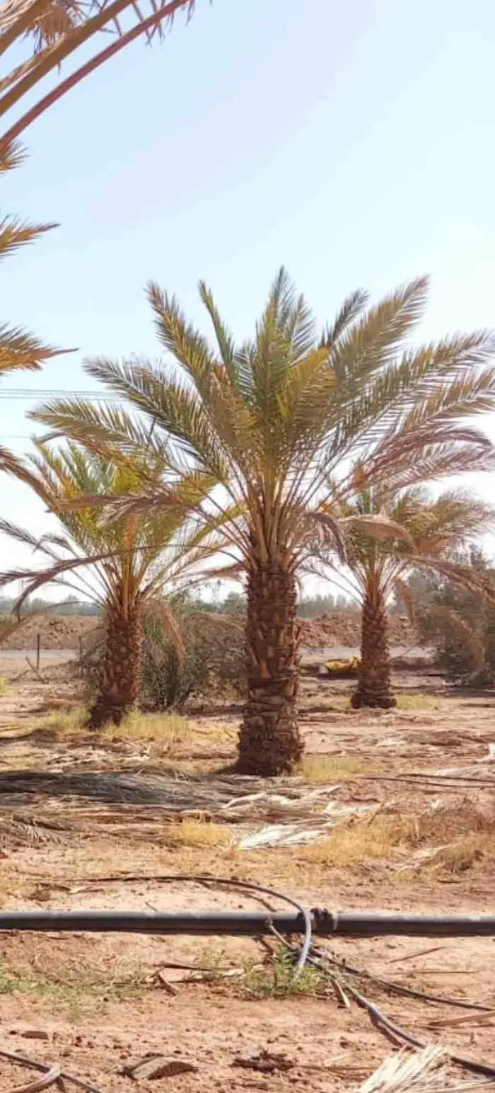 يوجد لدينا نخل عربي واشنطني خلاص ملوكي روثانا برحي سكري نبوت 5
