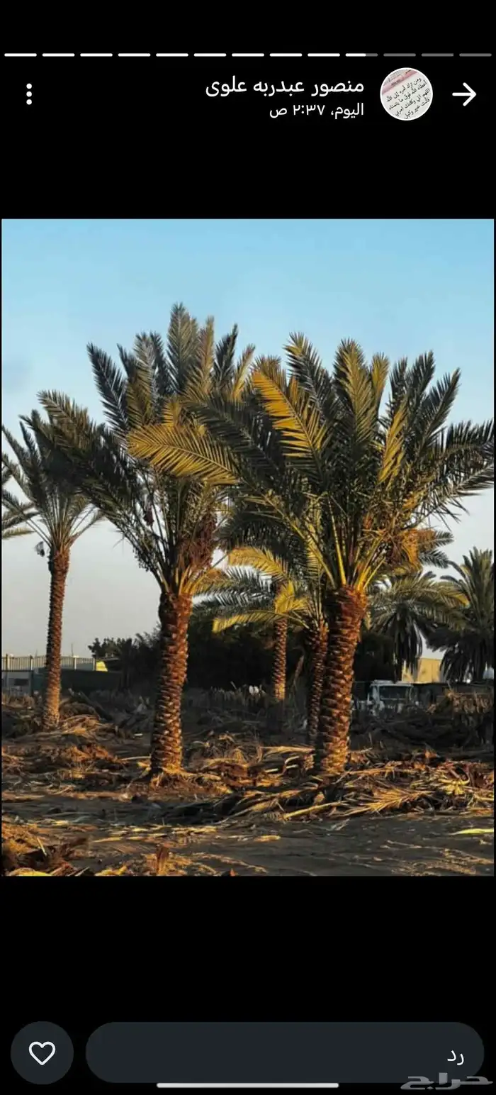 يوجد لدينا نخل عربي واشنطني خلاص ملوكي روثانا برحي سكري نبوت 4