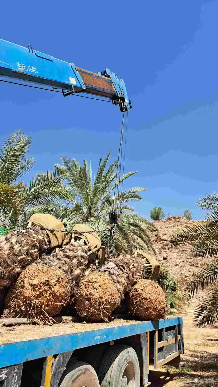نخل عربي مثمر 3