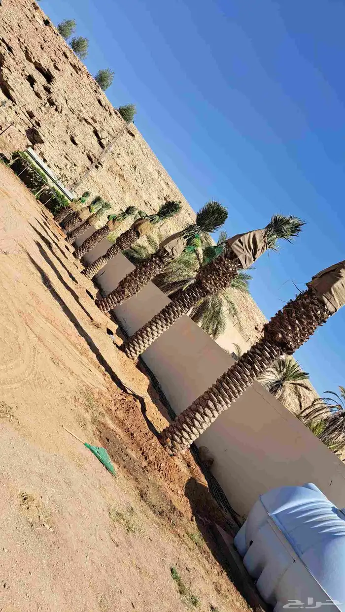 نخل عربي مثمر 2