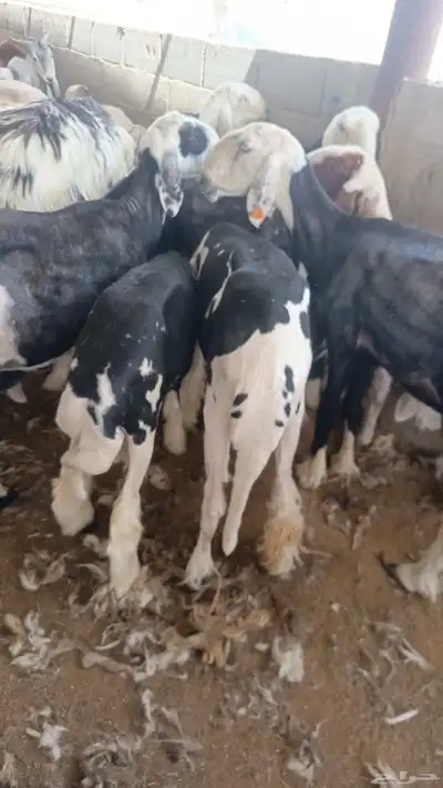 حلاق جميع انواع الأغنام والماعز مكينه 0