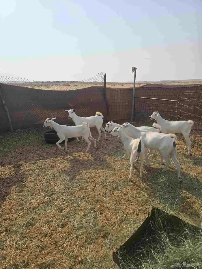 جفار مع مشروع فحل بيشي 4