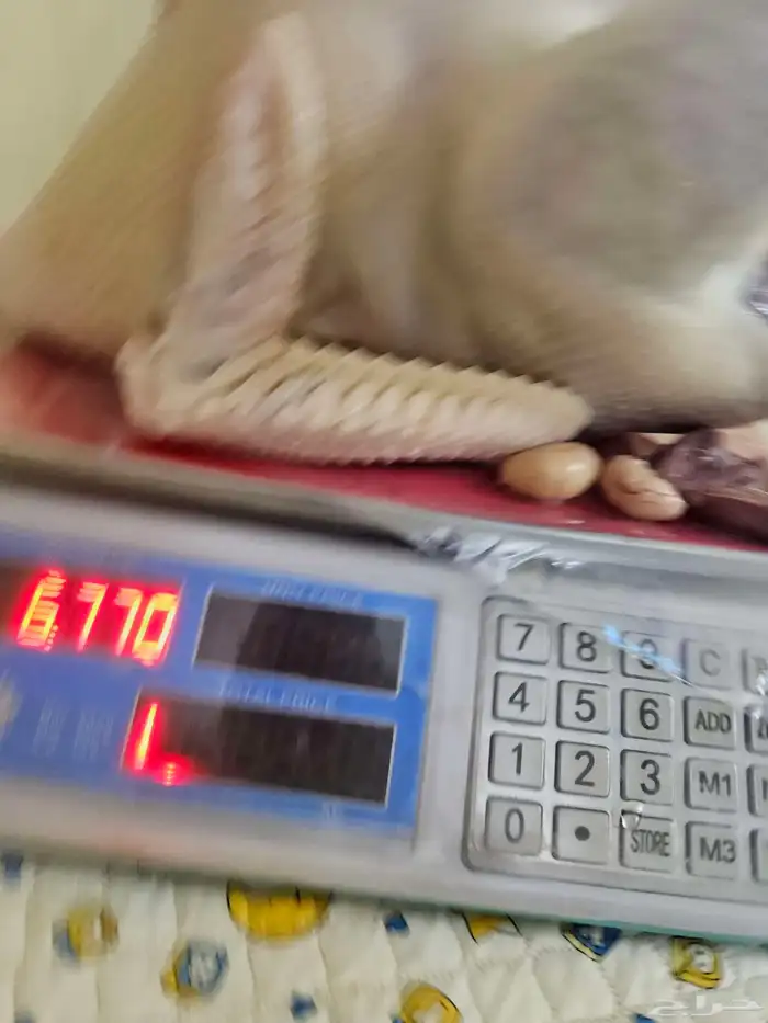 ديك رومي ذبح طازج 3