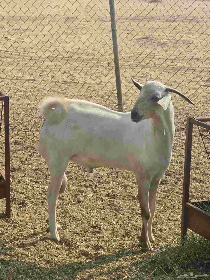 جفار مع مشروع فحل بيشي 0