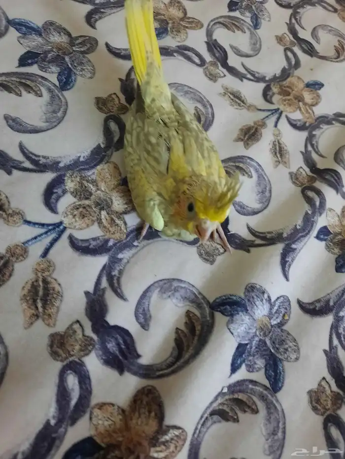 فرخ كروان غر 2