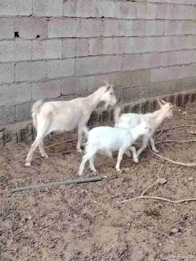 عنز تشيكي بيور قزم والد بالفحل 3