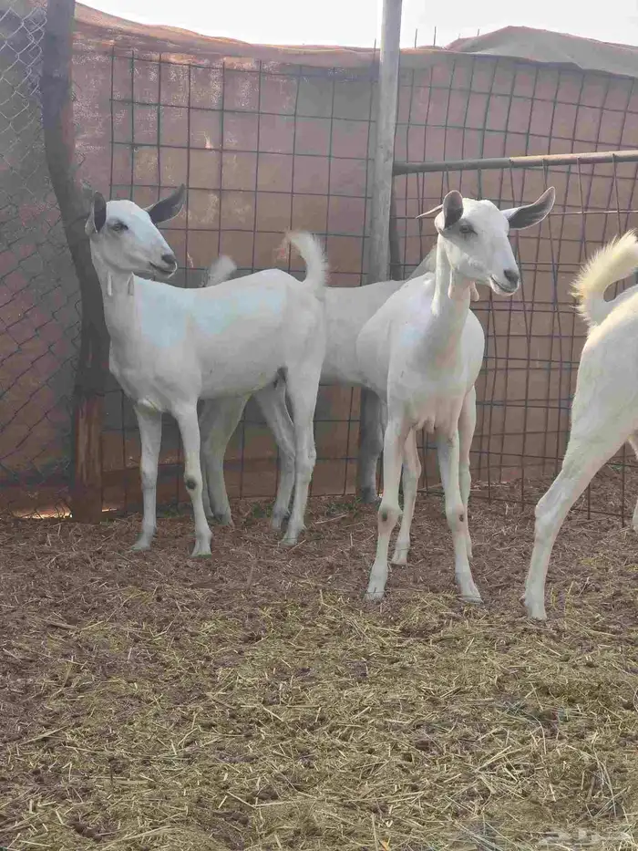 جفار مع مشروع فحل بيشي 3