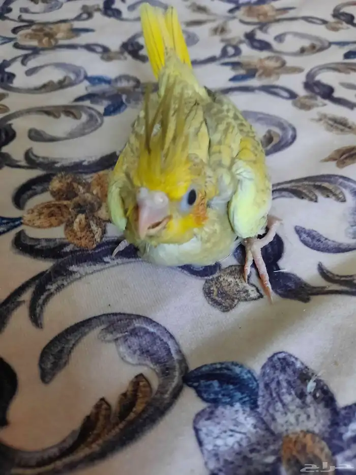 فرخ كروان غر 1