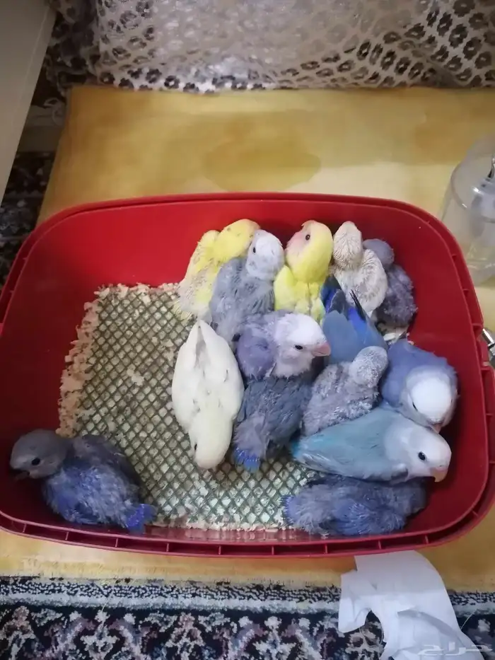 14 فرخ روز ((تم البيع)) 1