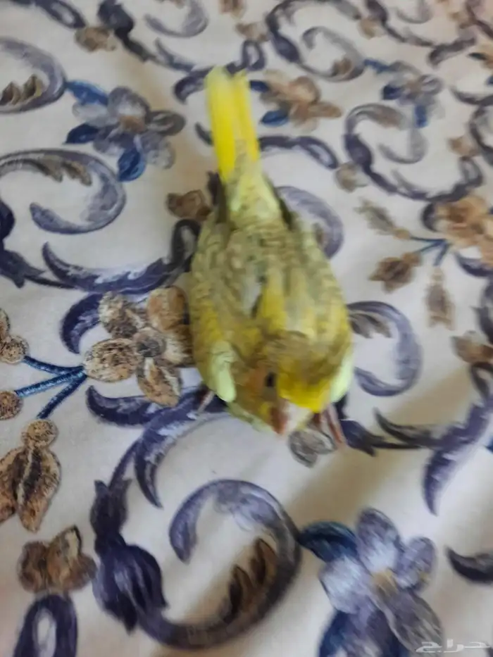 فرخ كروان غر 0