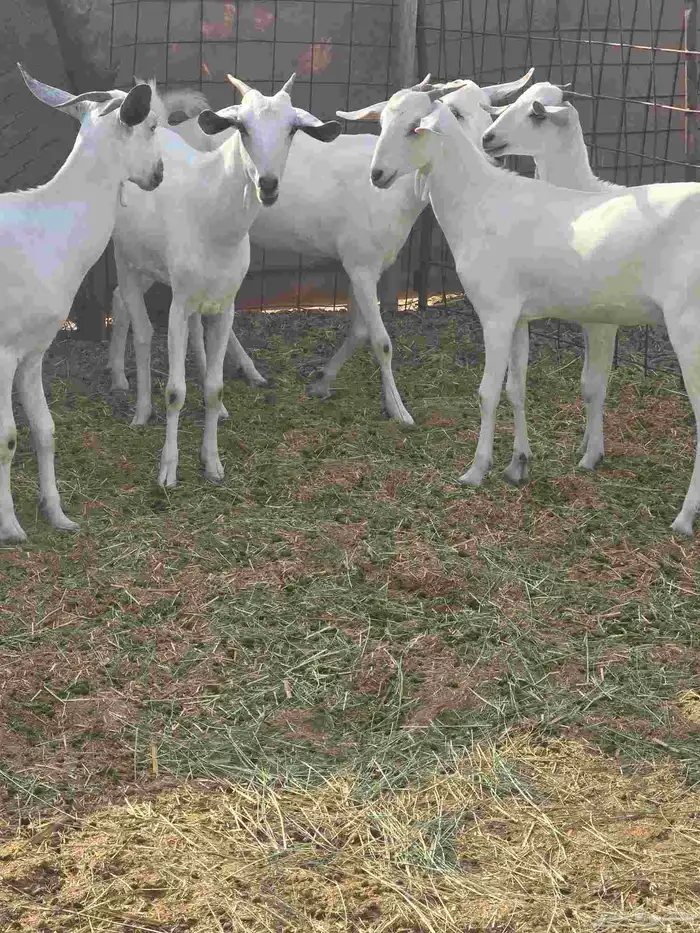 جفار مع مشروع فحل بيشي 1