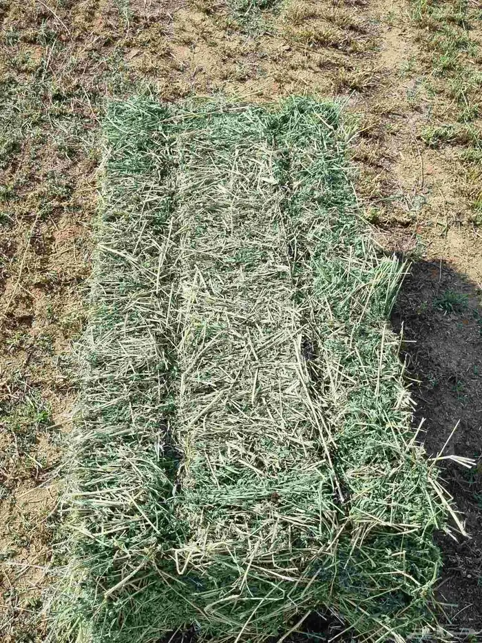 برسيم صافي شد 90 0