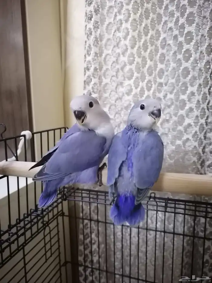 فرخ روز بداية هدد ((تم البيع)) 0