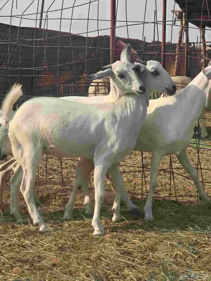 جفار مع مشروع فحل بيشي 2