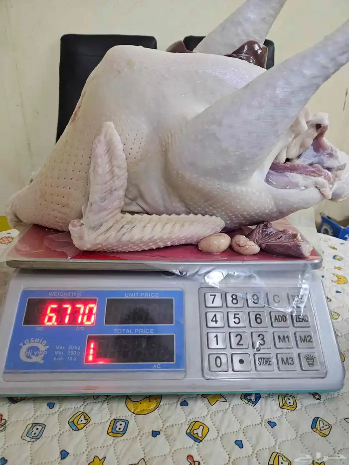 ديك رومي ذبح طازج 1