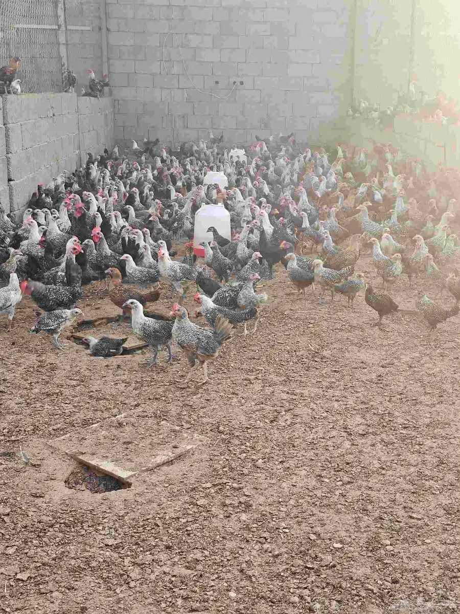 مزرعه الدجاج 1