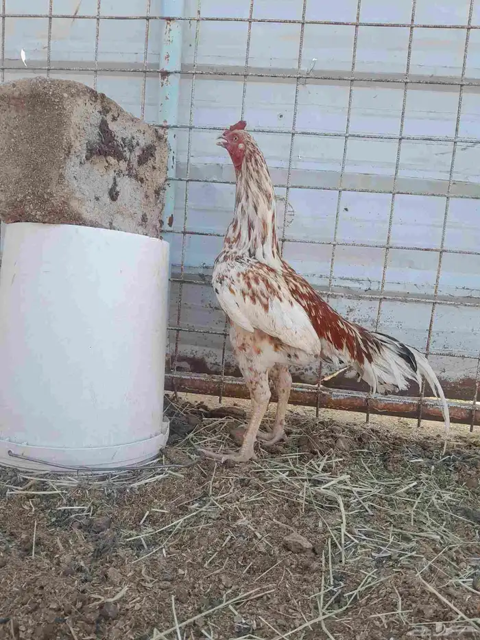 جوز سندي 2