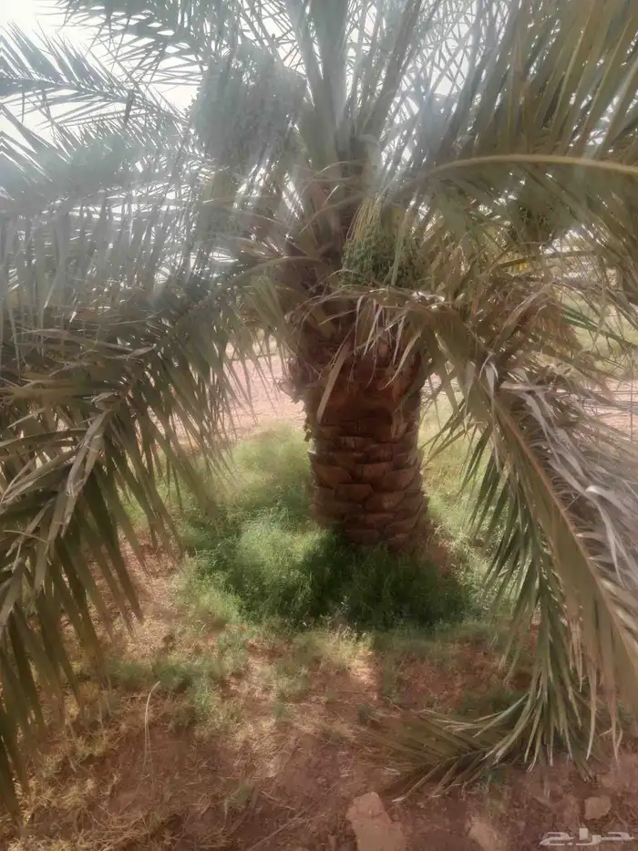 نخل خلاص برحي سكري 0